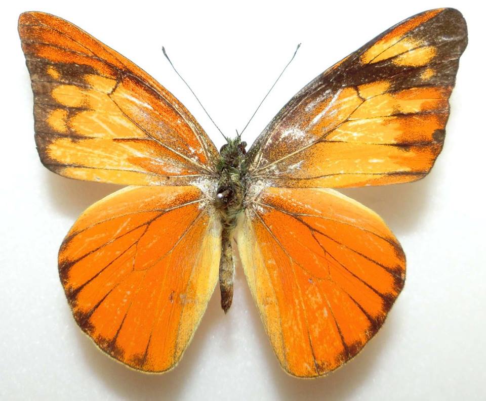 Appias nero (gynandromorph, malaysia) (Internet Image property of respective owner, non-commercial use only)